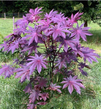  아주까리 (CASTOR BEAN) 효능 부작용 섭취법 알고 가세요.