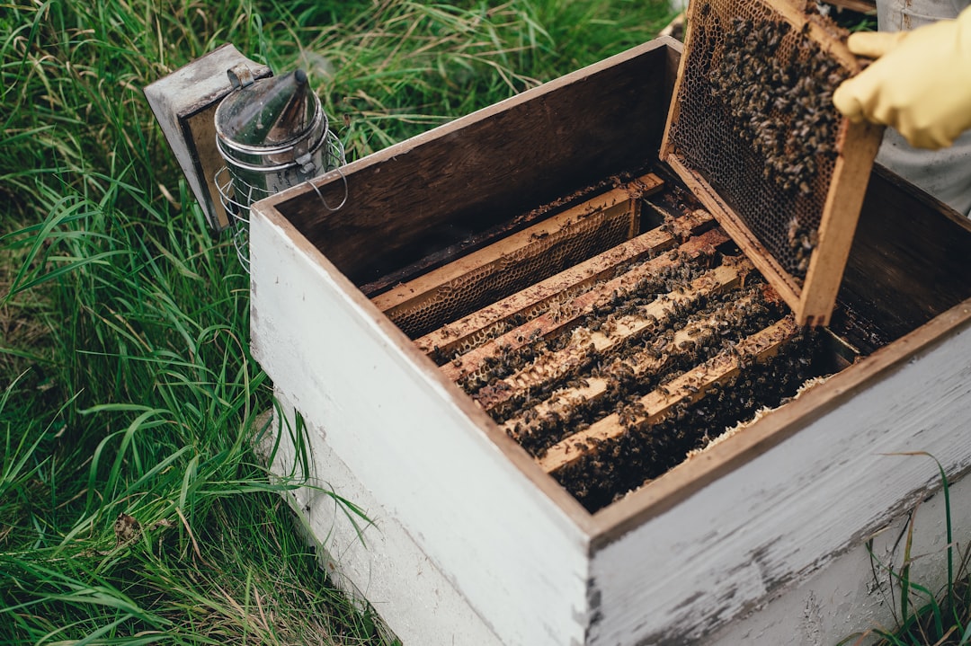 Bees