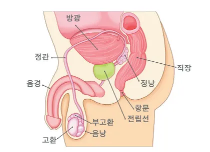 전립선암 psa수치