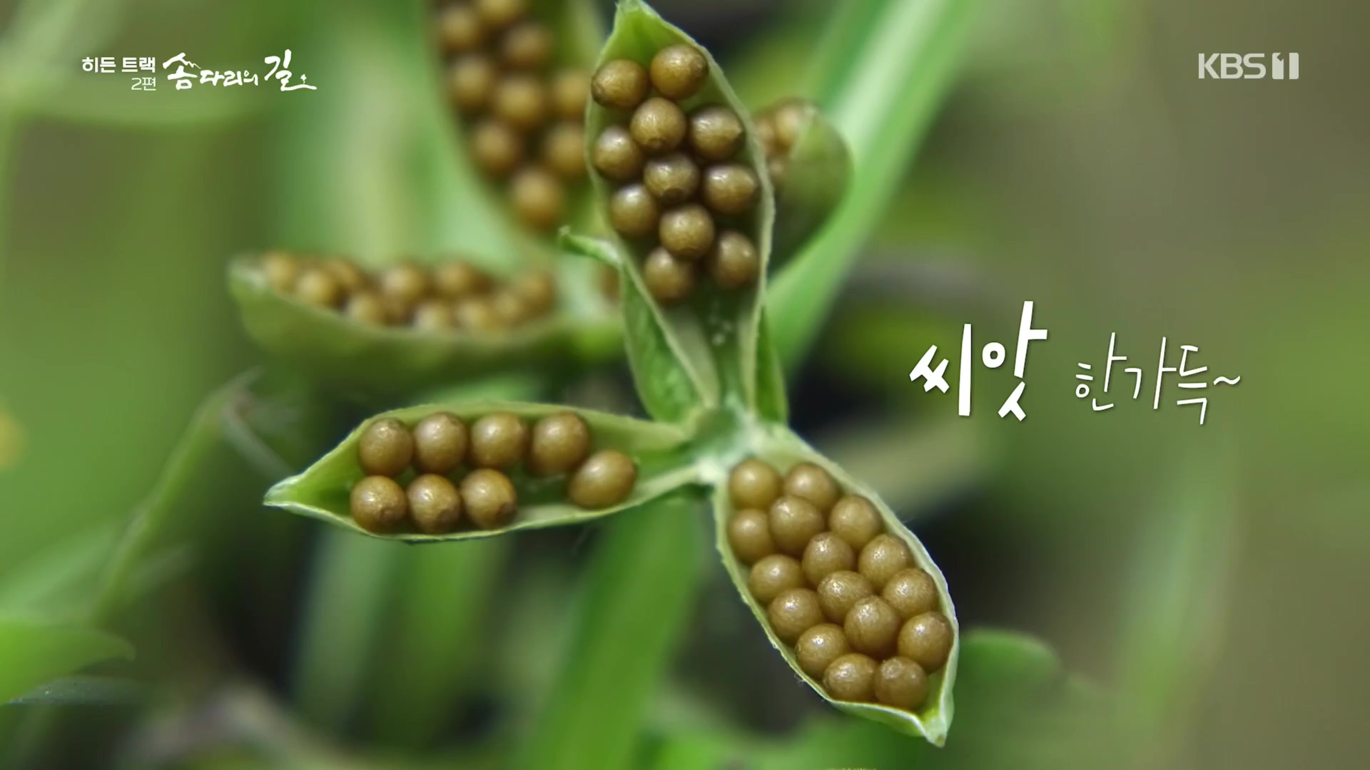 다큐 인사이트.E02.231215p.H264-F1RST.mp4_20231216_184032.827.jpg