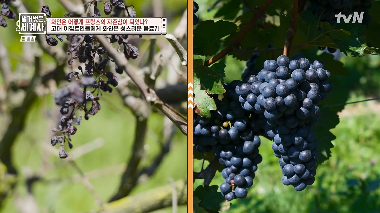 벌거벗은 세계사.E121.231018p-NEXT.mp4_20240518_165513.762.jpg