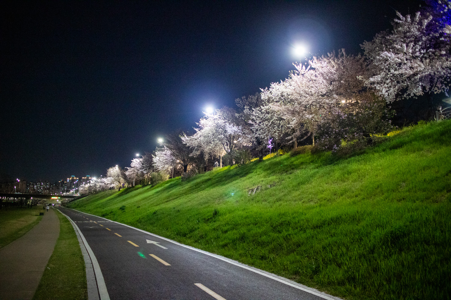 밤벚꽃 명소 광명시 안양천 벚꽃길