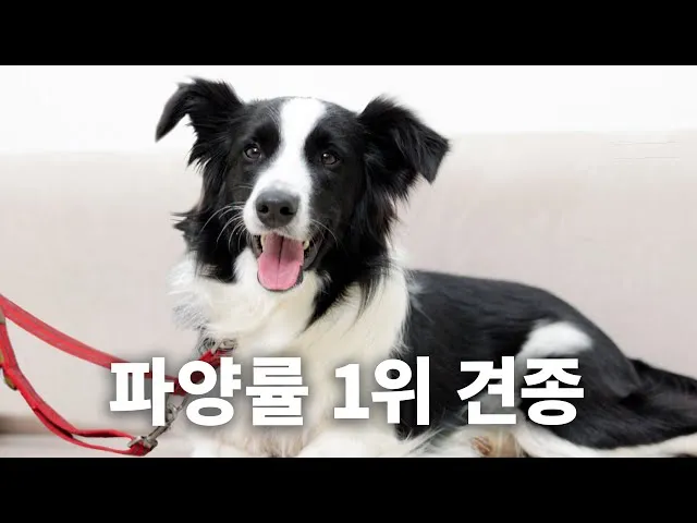 콜리 이미지