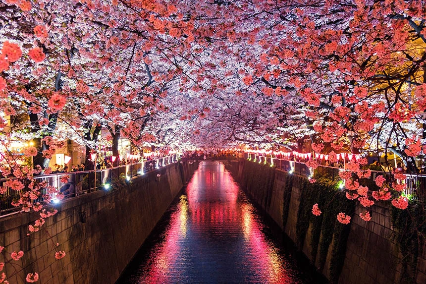 일본 벚꽃 명소 메구로강