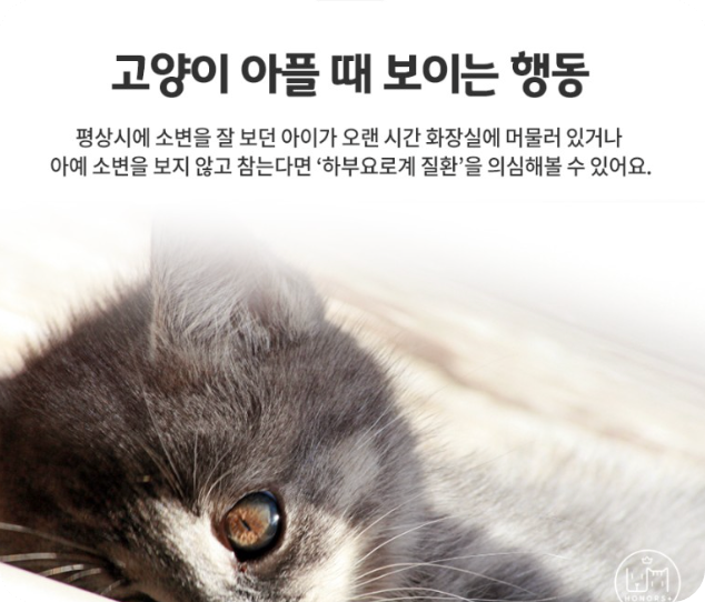 고양이신경근육병증5