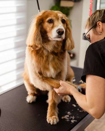집에서 하는 강아지 발바닥 털 깍기 방법