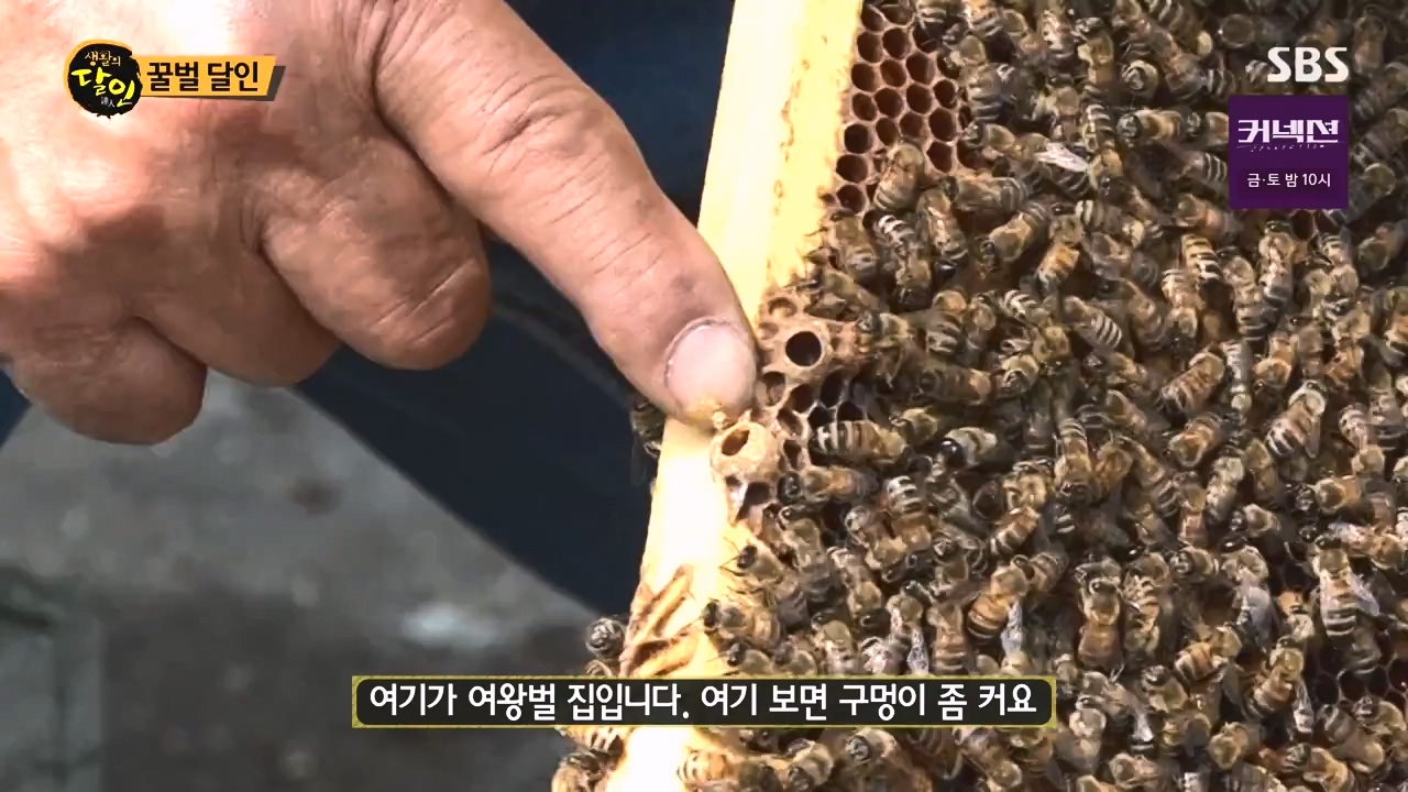 생활의 달인.E937.240528p-NEXT.mp4_20240528_195559.414.jpg