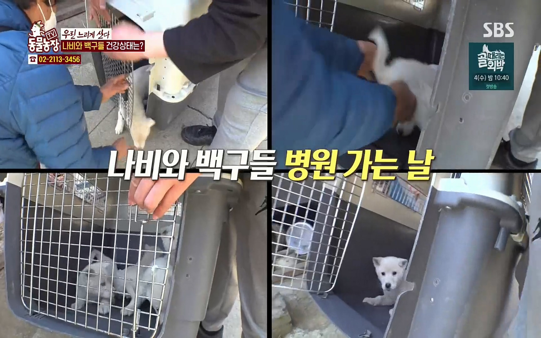 TV 동물농장.E1067.220501p.H264-F1RST.mp4_20220501_184343.076.jpg
