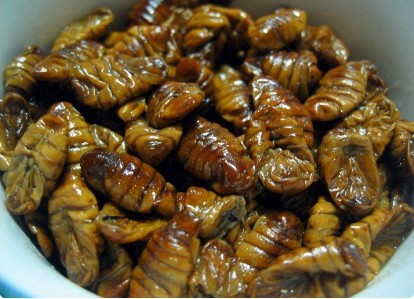  번데기 효능 부작용 하루 섭취량 총정리