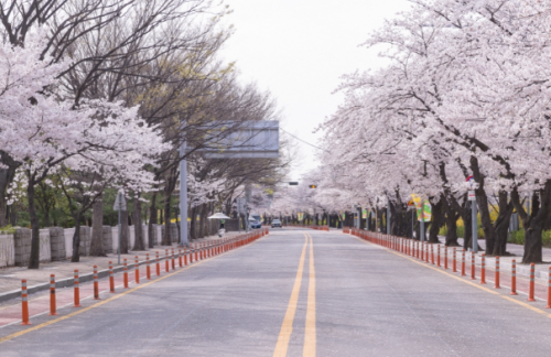 서울-벚꽃-명소-여의도