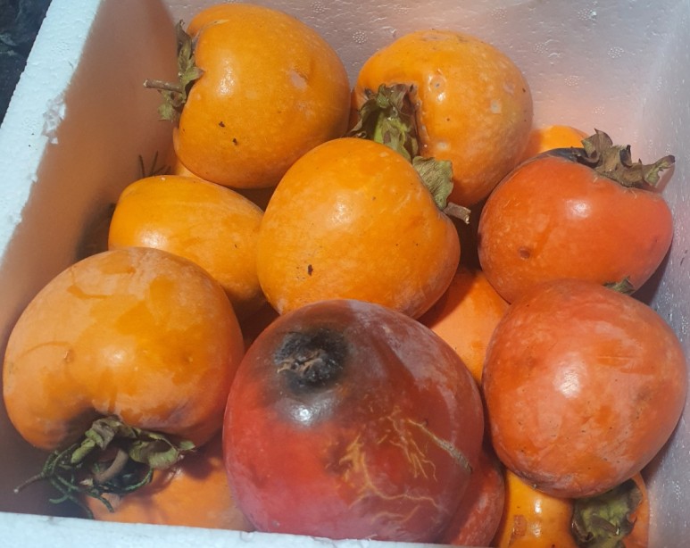 가을 감나무 사진 감나무의 8