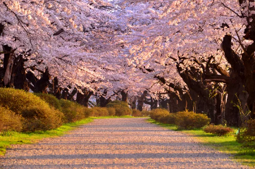 일본-벚꽃-전경