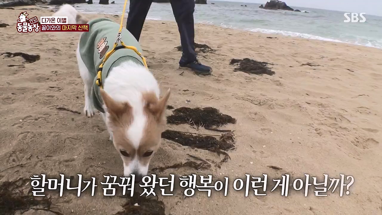 TV 동물농장.E1174.240603p-NEXT.mp4_20240602_155746.322.jpg