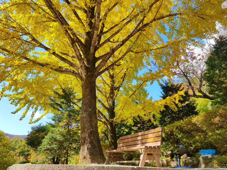 장소! 칠불사의 가을 풍경을 감상하세요:) 하동칠불사의 가을 멋진 자태를 품은 22