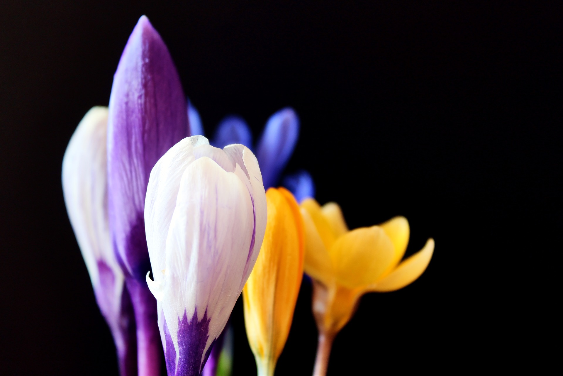  무료 이미지 사이트-픽사베이(Pixabay)