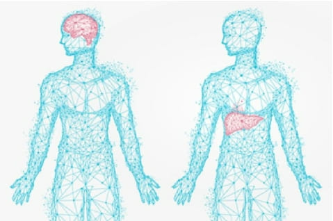 '간' 건강 안 좋으면 '여기' 기능도 저하된다 Liver Scars Link to Cognitive Decline