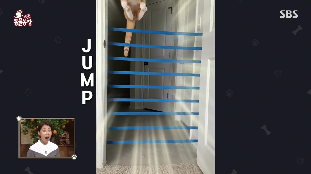 TV 동물농장.E1143.231030p-NEXT.mp4_20231029_161047.870.jpg