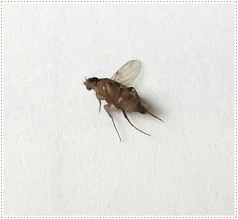  "한번 해놓으면 이번여름 걱정 없습니다" 약을 아무리 많이 뿌려도 소용없던 날파리 한방에 퇴치하는 방법 6가지(살림)