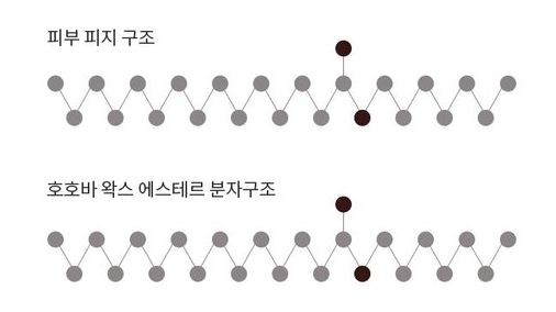 피부 지질 구조 비교