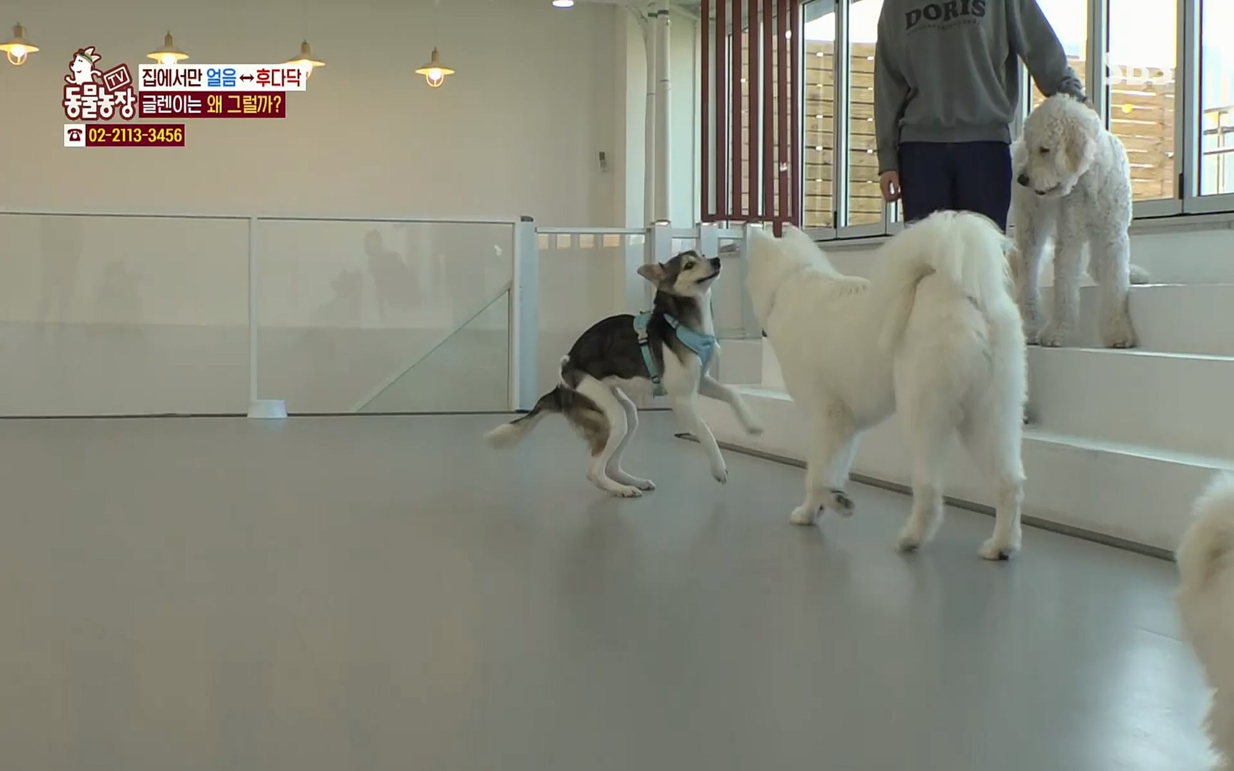 TV 동물농장.E1066.220424p.H264-F1RST.mp4_20220424_201018.697.jpg