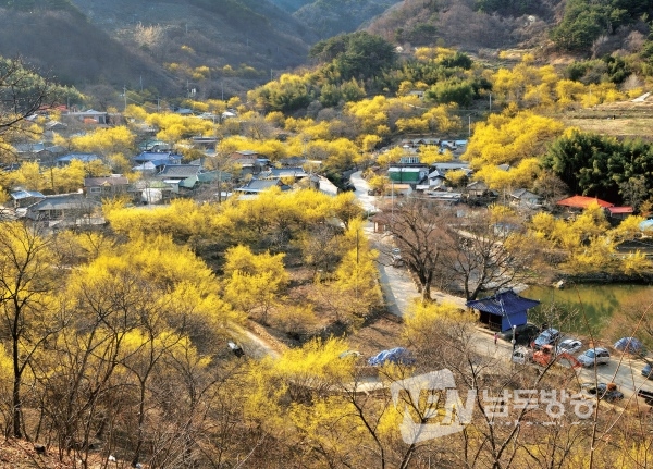 산수유꽃축제