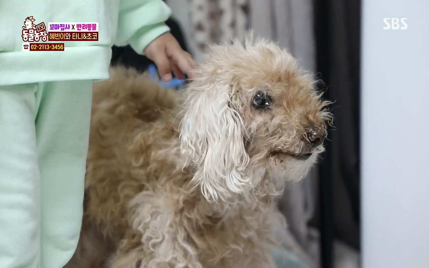 TV 동물농장.E1061.220320p.H264-F1RST.mp4_20220320_183622.120.jpg