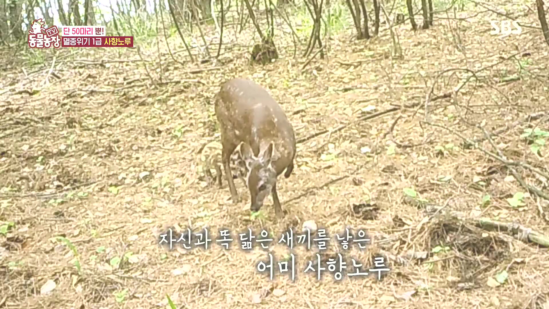 TV 동물농장.E1185.240818p.H264-F1RST.mp4_20240818_161113.520.jpg