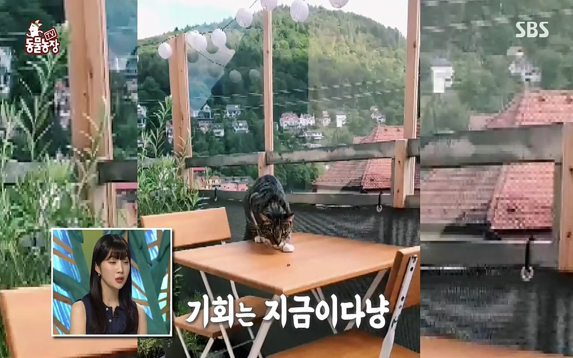TV 동물농장.E1080.220732p-NEXT.mp4_20220731_174210.148.jpg