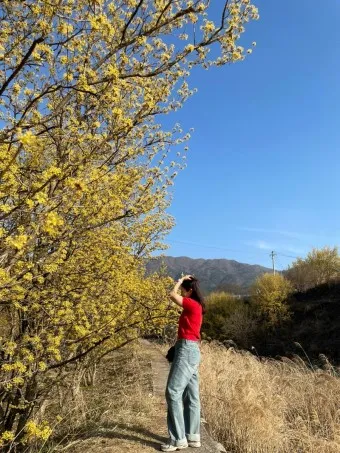 구례 산수유축제 기간 산수유마을 개화시기_15