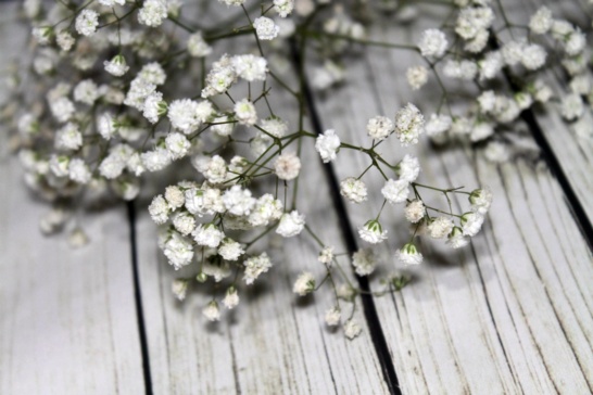 흰꽃봉우리가수백개