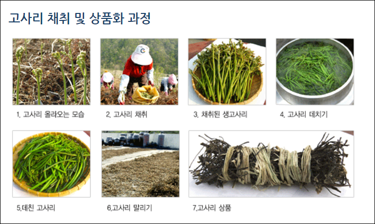 광양-고사리-상품화-과정