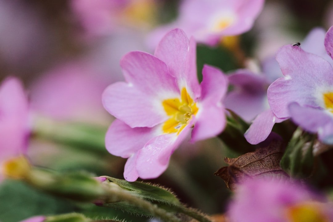 Primrose