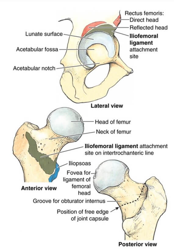장골대퇴 인대의 부착지점을 장골과 대퇴골을 따로 보여주는 그림