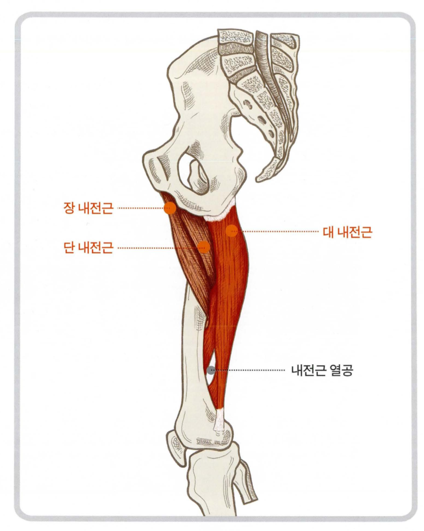 내전근