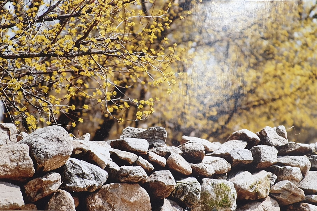 봄 여행지 추천 - 산수유 명소&amp;#44; 3월 여행하기 좋은곳