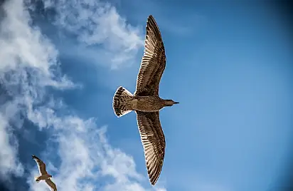 하늘을-자유롭게-비행하는-독수리