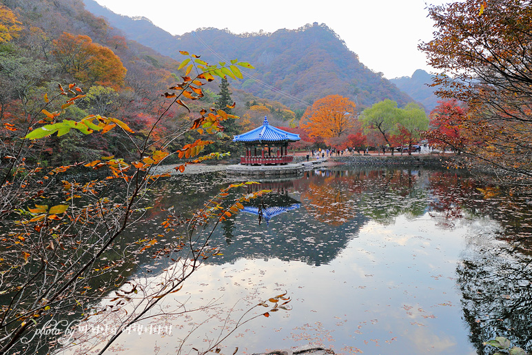 11/5 장산 단풍 절정의 정읍 내장사 31