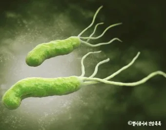 헬리코박터균 제균 치료 치료방법 성공률_22