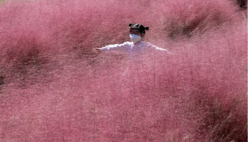  핑크뮬리 명소 군락지 개화시기 핫 플레이스