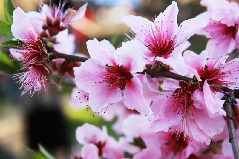 춘덕산 복숭아꽃 축제