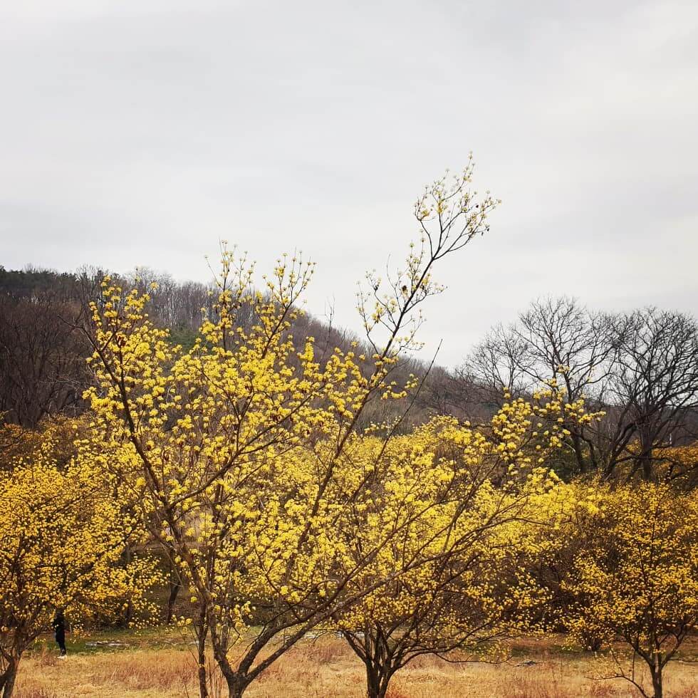 이천백사산수유꽃축제 산수유사진입니다