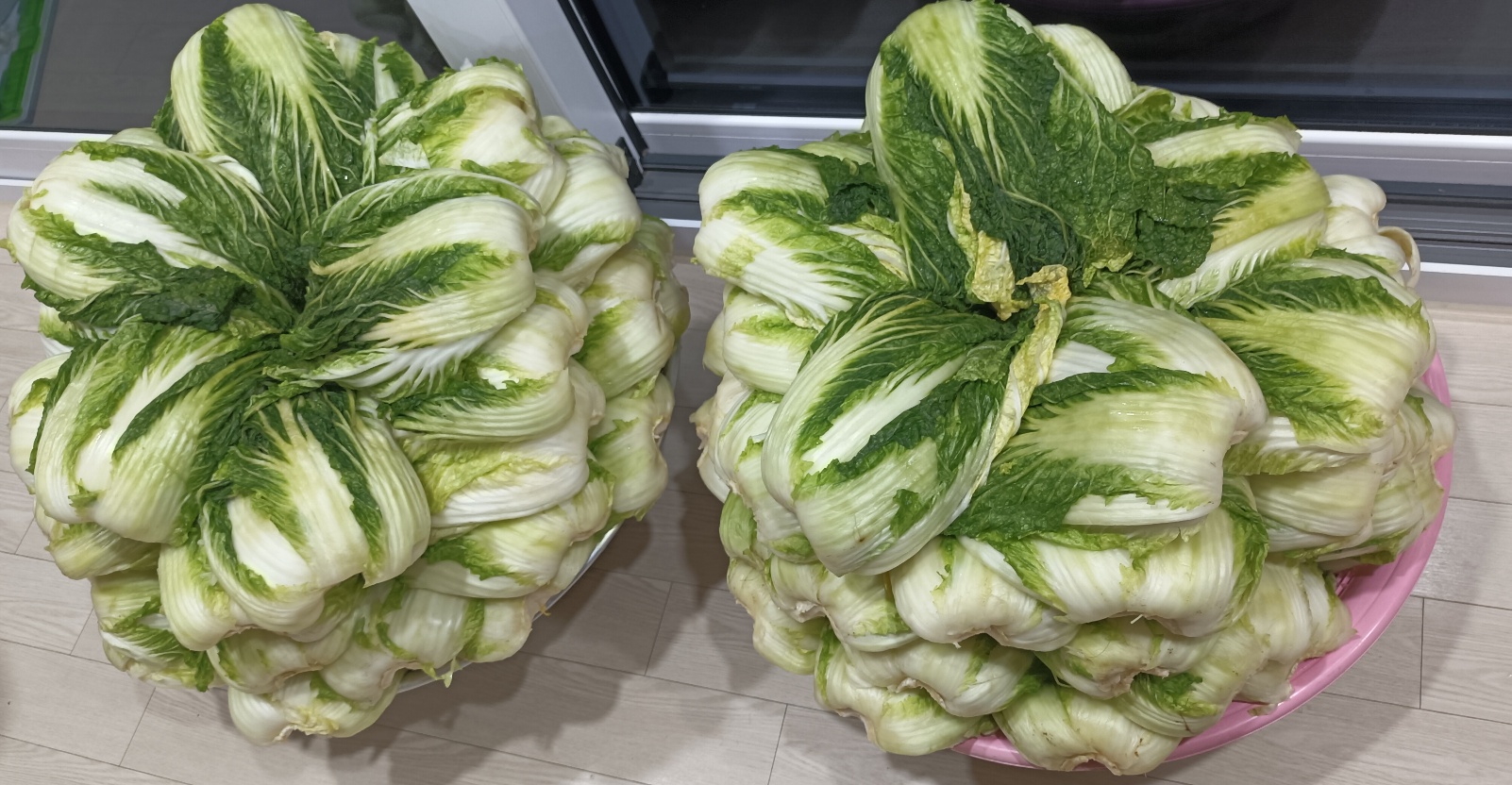 김장준비: 배추 물빼기