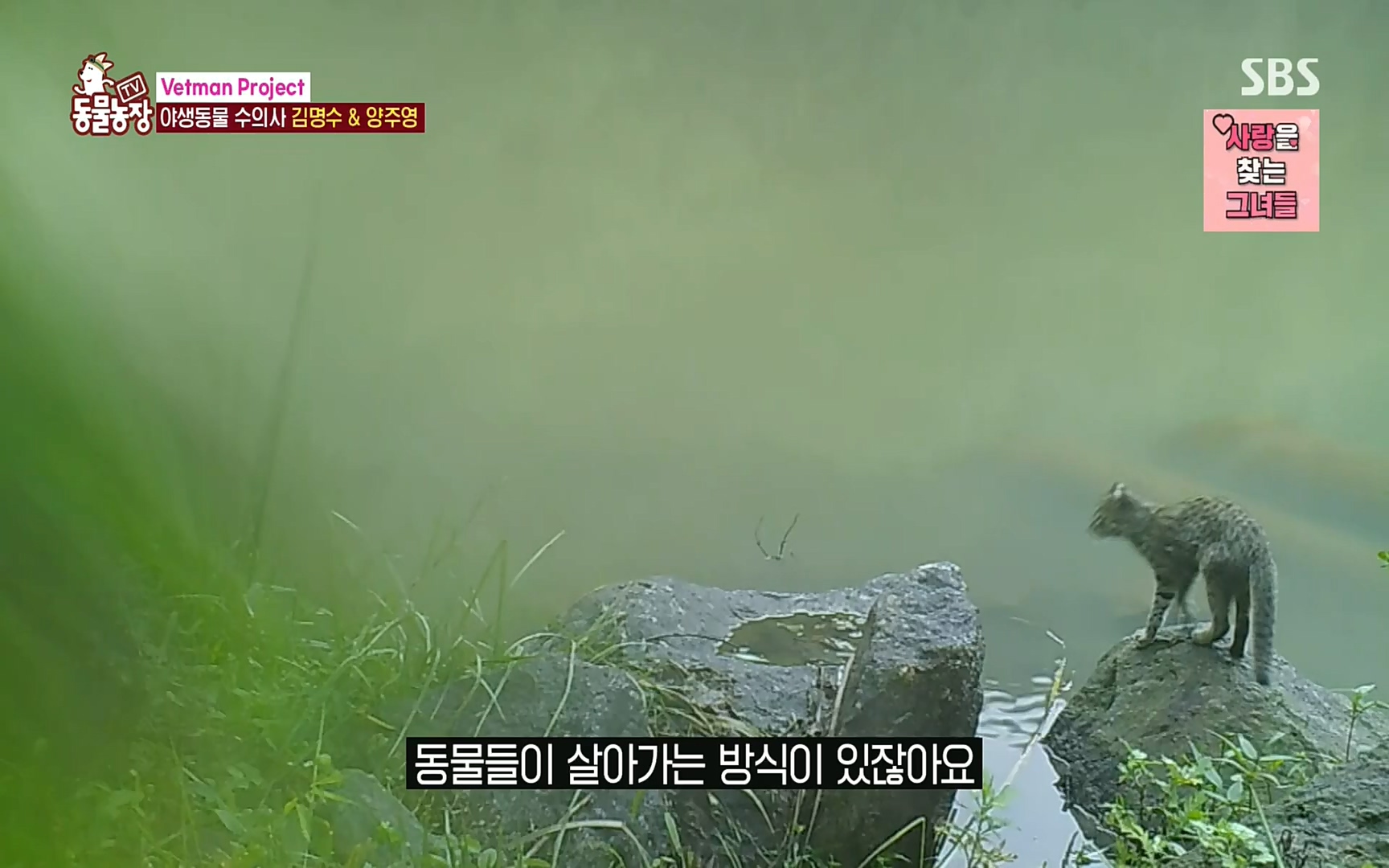 TV 동물농장.E1081.220807p.H264-F1RST.mp4_20220807_213635.495.jpg