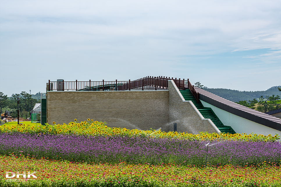국내 1박2일 여름 여행 추천1박2일 서해 섬여행 신안 가볼만한곳 자은도 1004뮤지엄파크 세계조개박물관, 해바라기 1