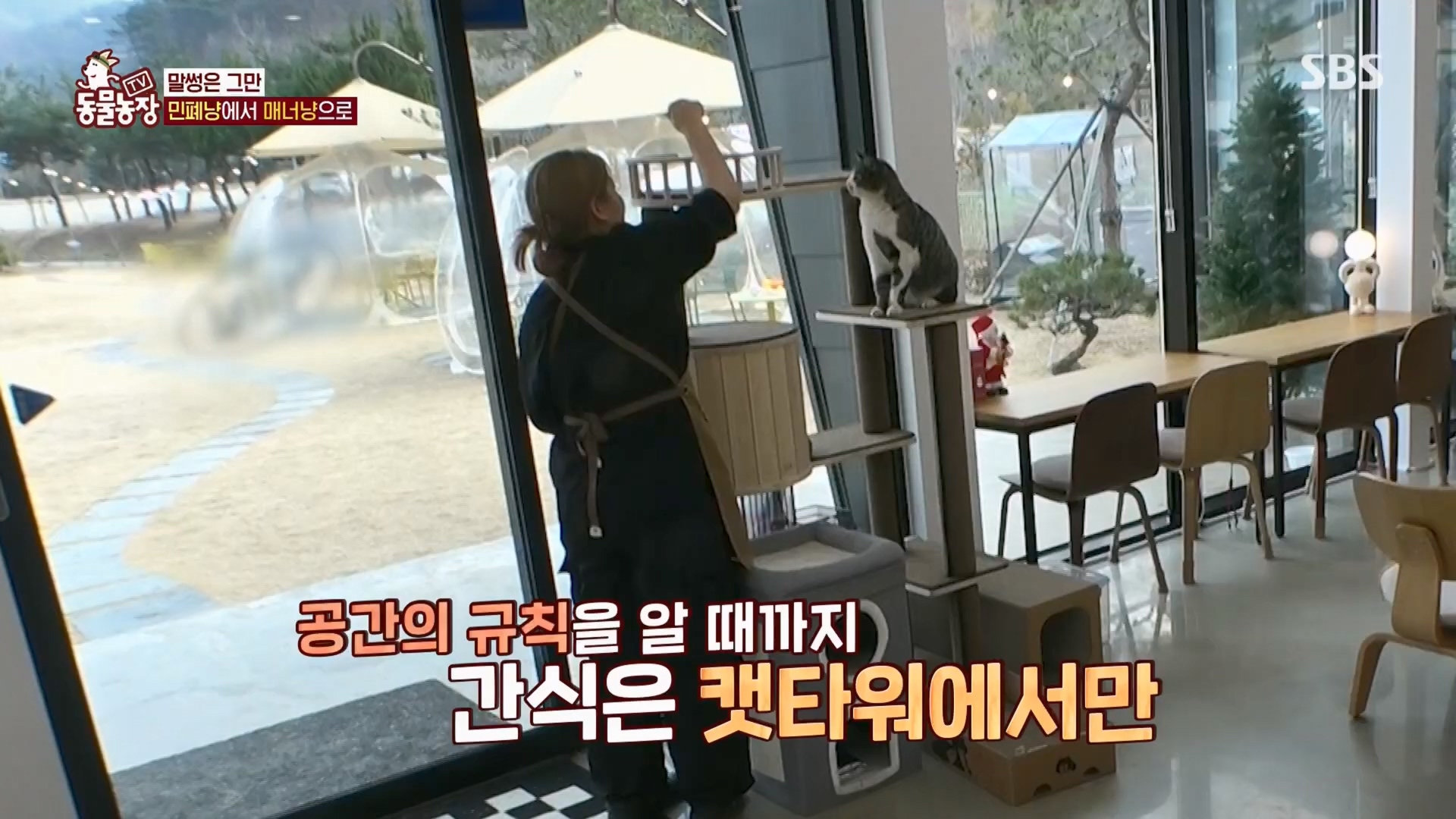 TV 동물농장.E1159.240218p.H264-F1RST.mp4_20240218_170009.399.jpg