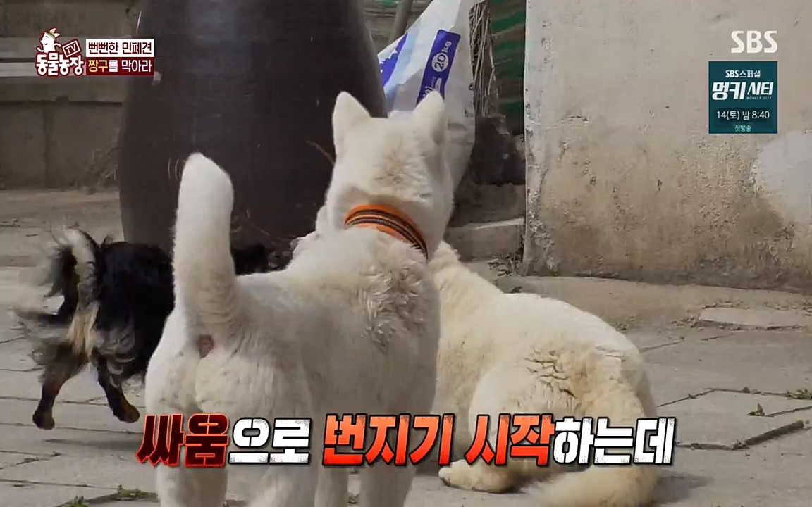 TV 동물농장.E1068.220509p-NEXT.mp4_20220508_173832.118.jpg