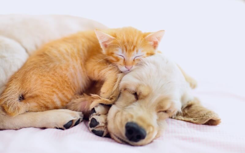 강아지 고양이