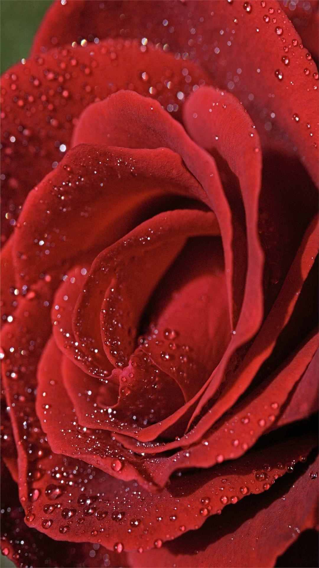 Rose Flower iPhone Wallpaper