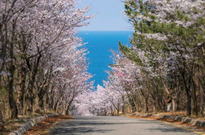 경주 벚꽃축제