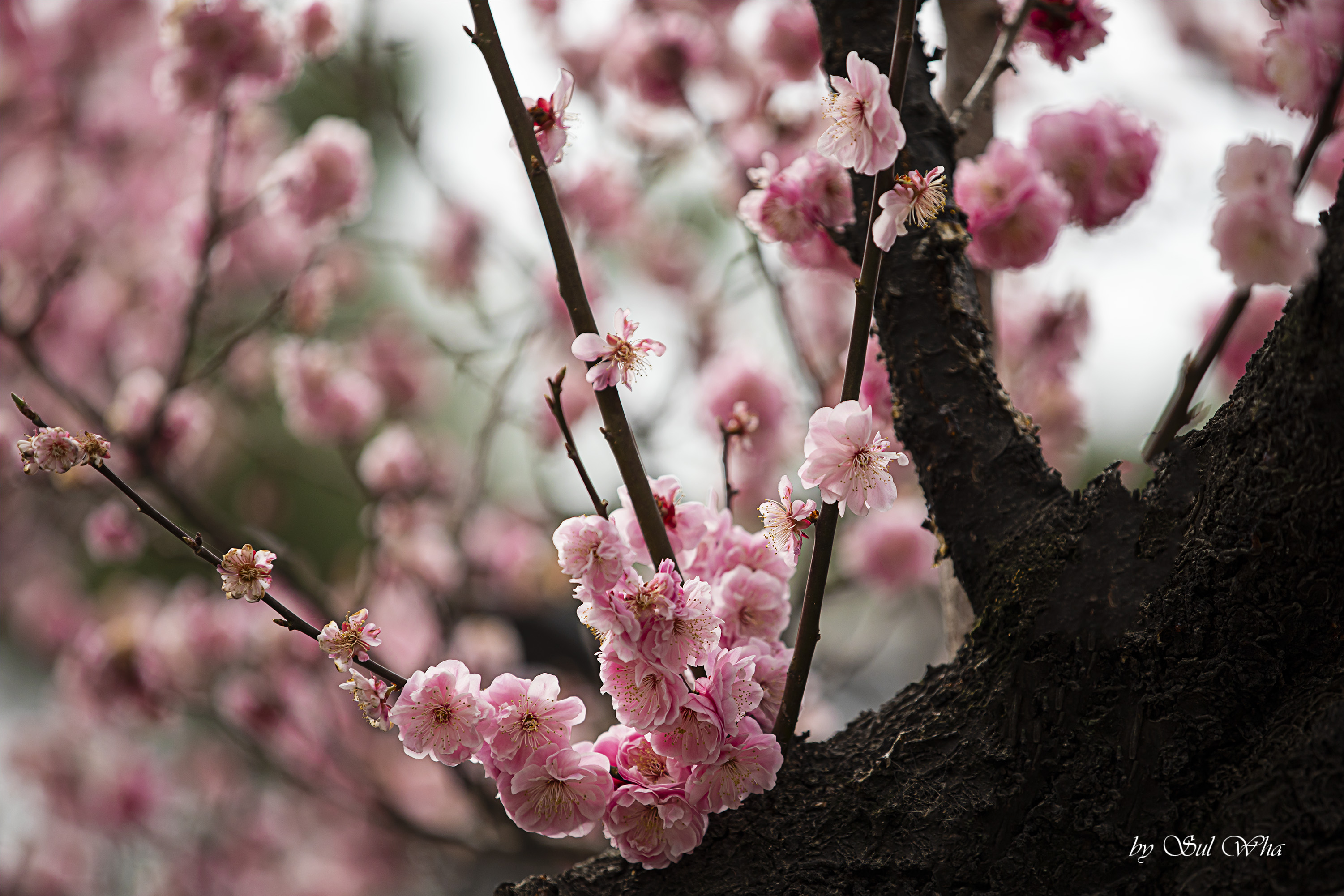 (창덕궁 만첩홍매화) ​​2023년 3월 28일 See More 13